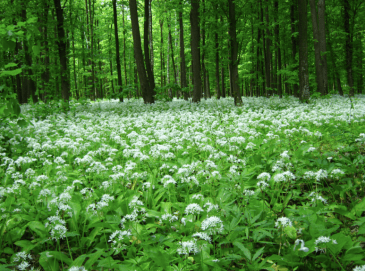 screen-shot-2017-03-03-at-11-46-28