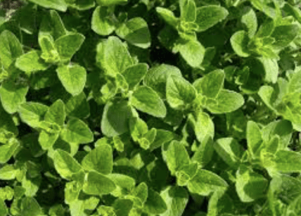 Screen Shot 2017-03-17 at 10.51.22