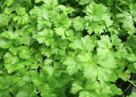 Screen Shot 2017-03-17 at 10.55.48